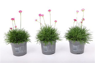 Armeria Maritima Abbey Deep Rose