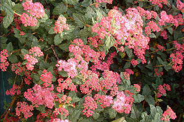 Спирея японская Буллата