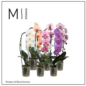 Phal 1st Flow Mix 6+ (mimesis)