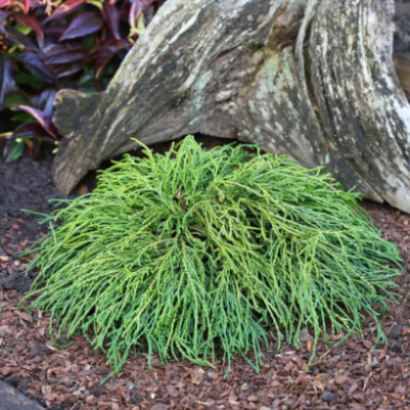 Кипарисовик горохоплодный Филифера Нана