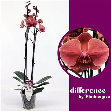 Phal 2st Nabonne (phalaenova)