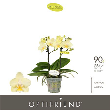 Phal 2st Optifriend Sara (opti)