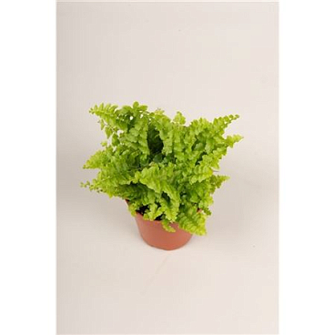 Nephrolepis Green Fantasy