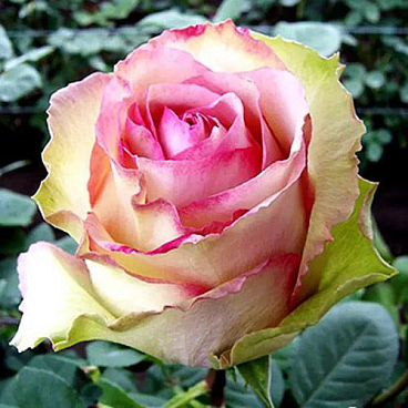 Роза чайно-гибридная Эсперанза