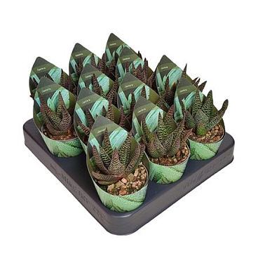 Gasterhaworthia Royal Highness