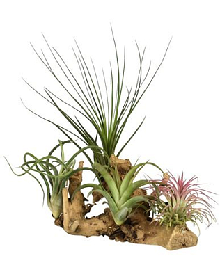 Tillandsia Wood Large