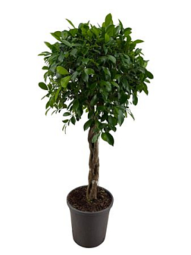 Ficus Nitida Twisted Stem