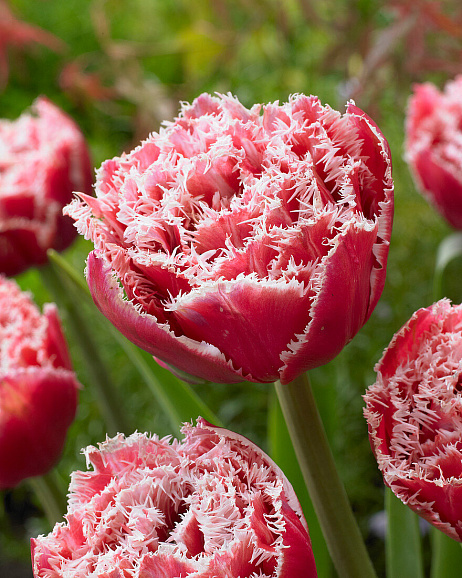 Тюльпан махровый бахромчатый Брест