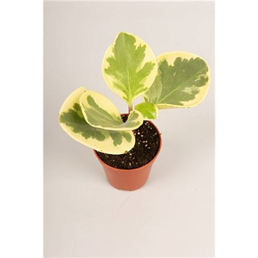 Peperomia Obt. U. S. A.