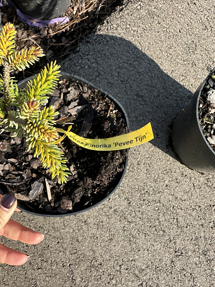 Ель сербская Певе Тиян