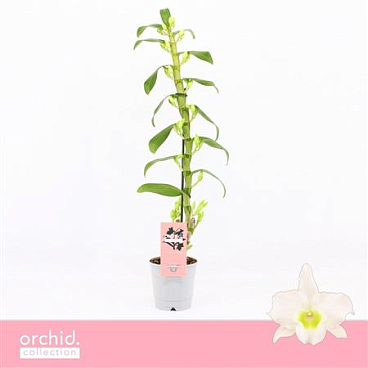 Dendr Nob 1st Apollon Orchid Collection
