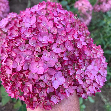 Гортензия древовидная Кандибелле Вайнегам