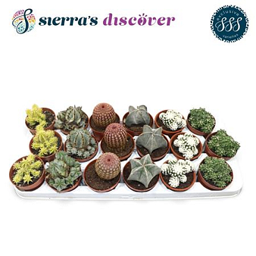 Cactus Mix Bilbao (sierras)