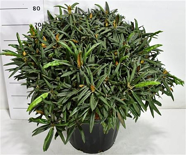 Rhododendron Makinoi Jens Jörgen Sörensen