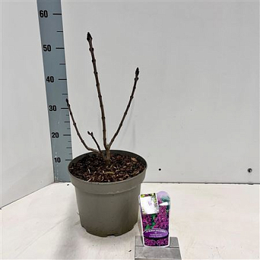 Syringa Vulg And An Ludwig Spath