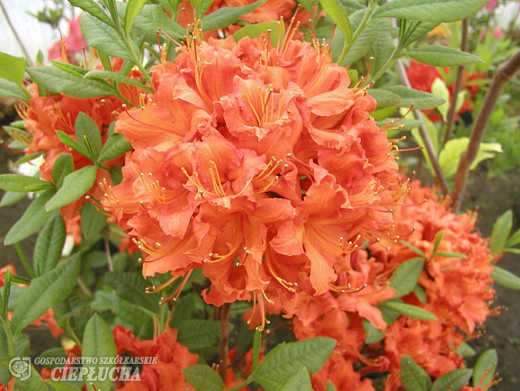 Азалия нэп-хилл Фейерверк