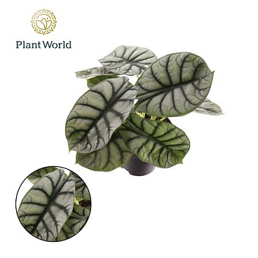 Alocasia Nebula Silver Compacta