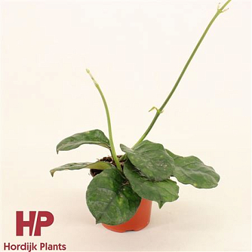 Hoya Villosa