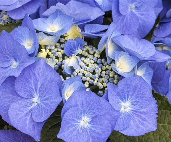 Гортензия крупнолистная Блаумайс