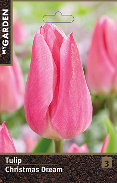 Тюльпан простой ранний Крисмас Дрим