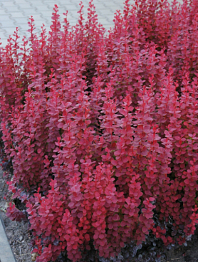 Барбарис тунберга Ред Рокет