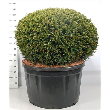 Taxus Baccata Ball