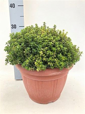 Thymus Aureus
