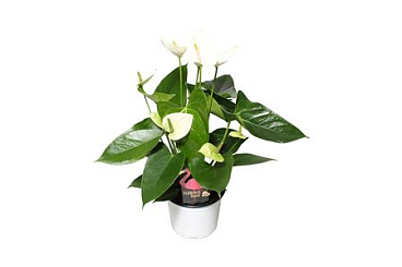 Anth An Arisa White 4+