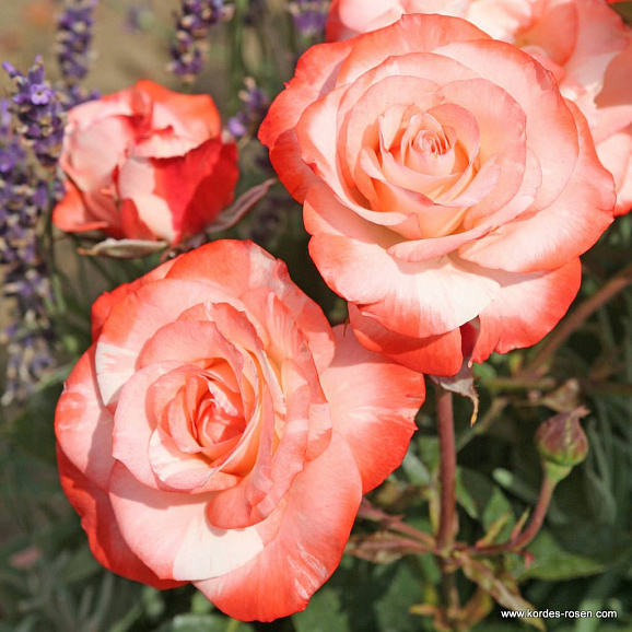 Роза парковая Ауф Ди Френдшафт