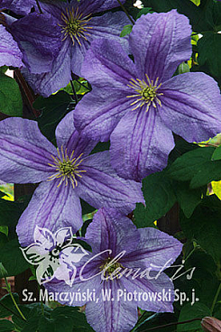 Клематис фиолетовый Эмилия Платер