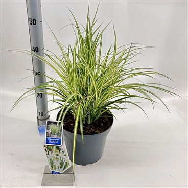 Chlorophytum Saunderisiae Starlight