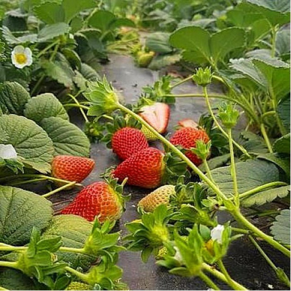 Земляника Лауретта