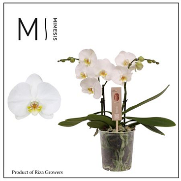 Phal 2st Spirit White 16+ (mimesis)
