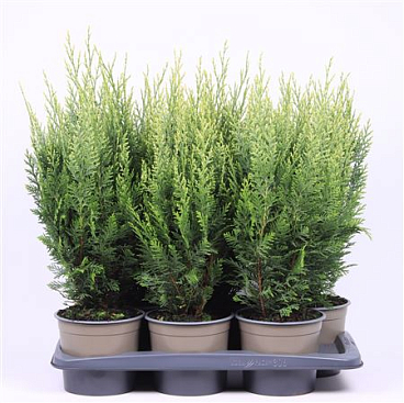 Chamaecyparis Lawsoniana White Spot