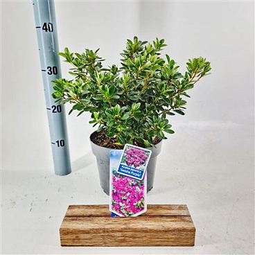 Rhododendron (aj) Geisha Purple