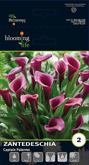 Калла Каптейн Палермо