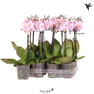 Phal Kolibri 1st Pink No Label 10+ (ok)