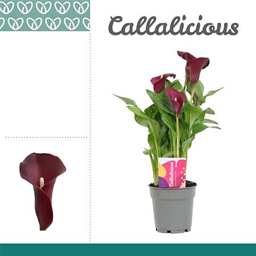 Zantedeschia R?d