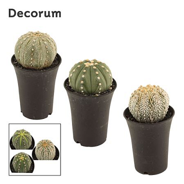 Astrophytum Asterias