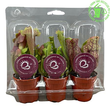 Sarracenia Mini Mix In Blister (x3)