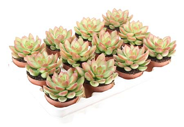 Sedum Adolphi Enkel