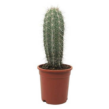 Pachycereus Pringlei Enkel