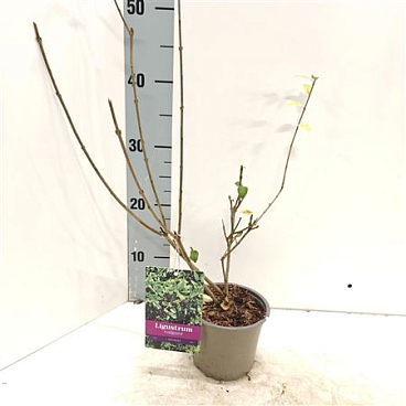 Ligustrum Vulg Atrovirens