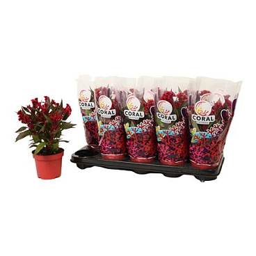 Celosia Hot Topic Red