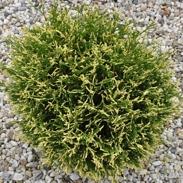 Туя западная Пикадили