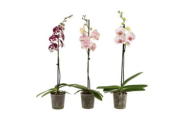 Phal 1st Special Mix 9+ (vg)