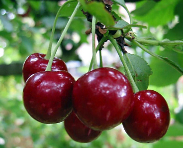 Черешня Веда