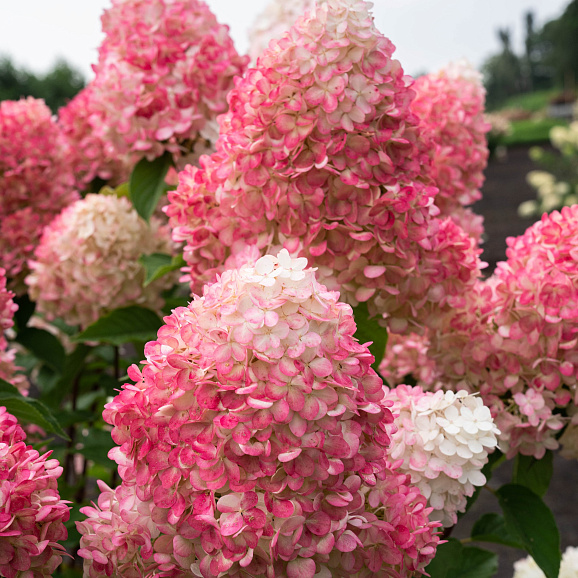 Гортензия метельчатая Пинк Энд Роуз