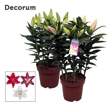 Lilium Or Special Mix 5pp (decorum)