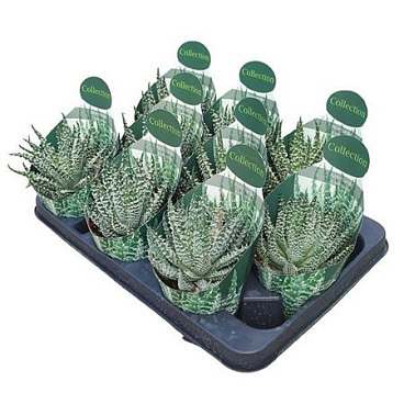 Aloe Humilis X Erinacea Potcover